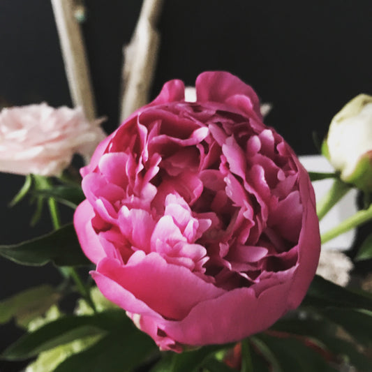 芍薬